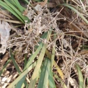 Lomandra multiflora at Molonglo Valley, ACT - 9 Aug 2022