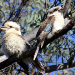 Dacelo novaeguineae (Laughing Kookaburra) at Gundaroo, NSW - 5 Oct 2013 by Gunyijan