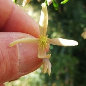 Clematis leptophylla at Molonglo Valley, ACT - 9 Aug 2022