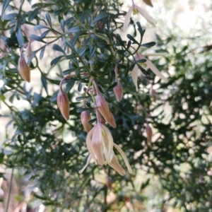 Clematis leptophylla at Molonglo Valley, ACT - 9 Aug 2022