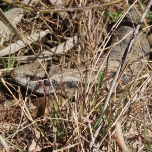 Tiliqua scincoides scincoides at Greenway, ACT - 10 Aug 2022 10:30 AM