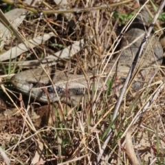 Tiliqua scincoides scincoides (Eastern Blue-tongue) at Greenway, ACT - 10 Aug 2022 by SandraH