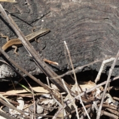 Unidentified Reptile and Frog (TBC) at Greenway, ACT - 10 Aug 2022 by SandraH
