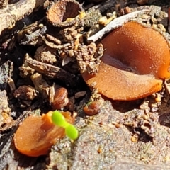 Aleuria sp. (genus) (An Orange peel fungus) at Bruce Ridge - 10 Aug 2022 by trevorpreston