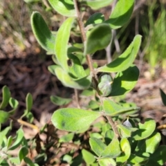 Persoonia rigida at O'Connor, ACT - 10 Aug 2022