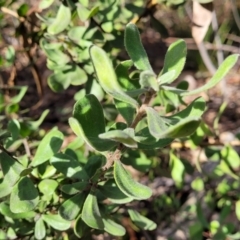 Persoonia rigida at O'Connor, ACT - 10 Aug 2022