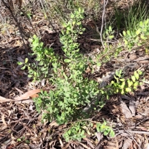 Persoonia rigida at O'Connor, ACT - 10 Aug 2022 11:51 AM