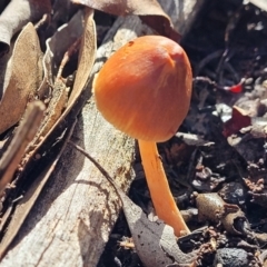 Unverified Cap on a stem; gills below cap [mushrooms or mushroom-like] at O'Connor, ACT - 10 Aug 2022 by trevorpreston