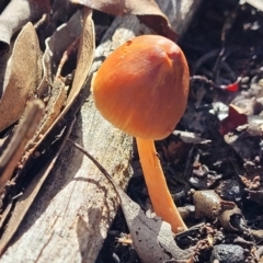 Unidentified Cap on a stem; gills below cap [mushrooms or mushroom-like] (TBC) at O'Connor, ACT - 10 Aug 2022 by trevorpreston