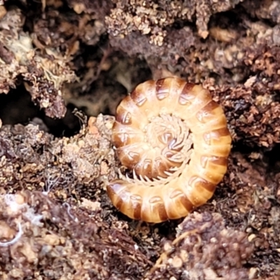 Paradoxosomatidae sp. (family) (Millipede) at Bruce Ridge - 10 Aug 2022 by trevorpreston