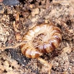 Paradoxosomatidae sp. (family) at O'Connor, ACT - 10 Aug 2022