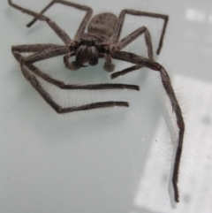 Isopeda sp. (genus) (Huntsman Spider) at Gundaroo, NSW - 5 Mar 2011 by Gunyijan