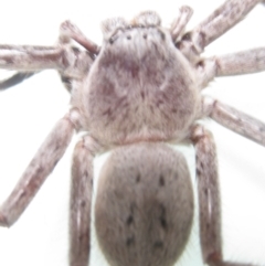 Isopeda sp. (genus) at Gundaroo, NSW - 5 Mar 2011
