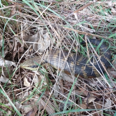 Tiliqua scincoides scincoides (Eastern Blue-tongue) at Wirlinga, NSW - 10 Aug 2022 by RobCook