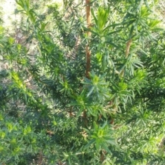 Cassinia aculeata subsp. aculeata at Molonglo Valley, ACT - 9 Aug 2022