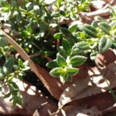 Gonocarpus tetragynus (Common Raspwort) at Molonglo Valley, ACT - 9 Aug 2022 by sangio7