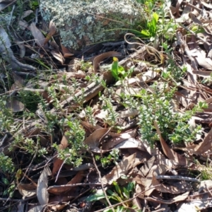 Gonocarpus tetragynus at Molonglo Valley, ACT - 9 Aug 2022 01:20 PM