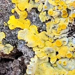 Xanthoria sp. (A lichen) at Sullivans Creek, Lyneham South - 10 Aug 2022 by trevorpreston