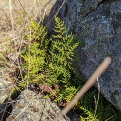 Cheilanthes austrotenuifolia (Rock Fern) at Murrumbateman, NSW - 10 Aug 2022 by mainsprite