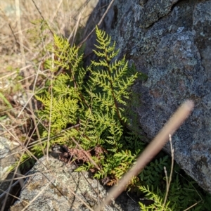 Cheilanthes austrotenuifolia (Rock Fern) at Murrumbateman, NSW by mainsprite