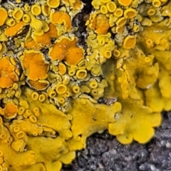 Xanthoria sp. (A lichen) at Holt, ACT - 10 Aug 2022 by trevorpreston