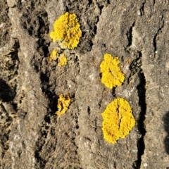 Xanthoria sp. at Holt, ACT - 10 Aug 2022 04:07 PM