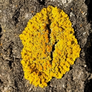 Xanthoria sp. at Holt, ACT - 10 Aug 2022 04:07 PM