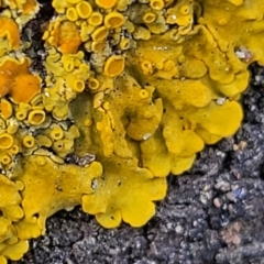 Xanthoria sp. at Holt, ACT - 10 Aug 2022