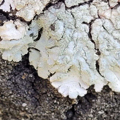 Lichen - foliose at Holt, ACT - 10 Aug 2022 by trevorpreston