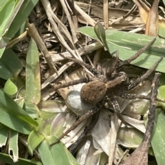 Lycosidae (family) (Unidentified wolf spider) at Weyba Downs, QLD - 10 Aug 2022 by NEEC