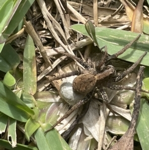 Unidentified Wolf spider (Lycosidae) (TBC) at suppressed by NEEC
