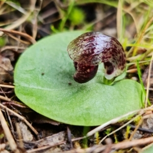 Corysanthes incurva at suppressed - 8 Aug 2022