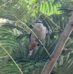 Lalage leucomela (Varied Triller) at Oak Beach, QLD - 2 Aug 2022 by GlossyGal