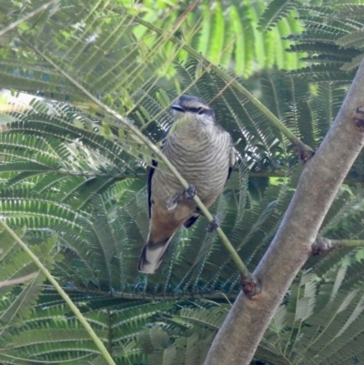 Lalage leucomela (Varied Triller) at Oak Beach, QLD - 2 Aug 2022 by GlossyGal