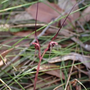 Acianthus caudatus at Vincentia, NSW - suppressed