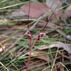 Acianthus caudatus (Mayfly Orchid) at Vincentia, NSW - 24 Jul 2022 by AnneG1