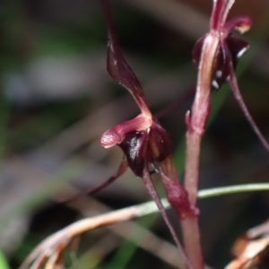 Acianthus caudatus at Vincentia, NSW - suppressed