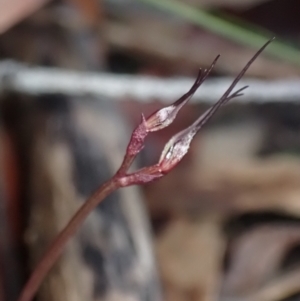 Acianthus caudatus at Vincentia, NSW - suppressed