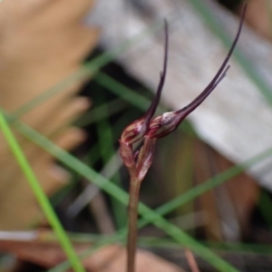 Acianthus caudatus at Vincentia, NSW - suppressed