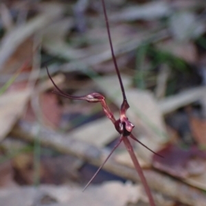 Acianthus caudatus at Vincentia, NSW - suppressed