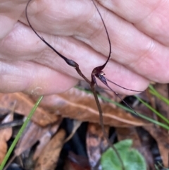 Acianthus caudatus at Vincentia, NSW - 19 Jul 2022