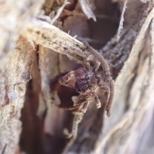 Aradellus cygnalis at Murrumbateman, NSW - 10 Aug 2022