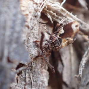 Aradellus cygnalis at Murrumbateman, NSW - 10 Aug 2022