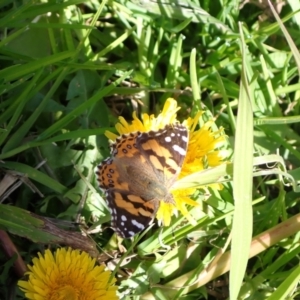 Vanessa kershawi at Murrumbateman, NSW - 10 Aug 2022 01:31 PM