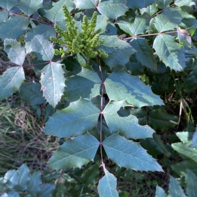 Berberis aquifolium (Oregon Grape) at Mount Ainslie - 9 Aug 2022 by Steve_Bok