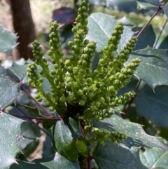 Berberis aquifolium at Ainslie, ACT - 9 Aug 2022