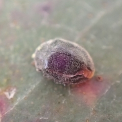 Unidentified Lady beetle (Coccinellidae) (TBC) at Murrumbateman, NSW - 10 Aug 2022 by SimoneC