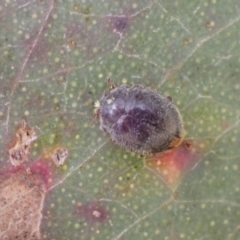 Coccinellidae (family) at Murrumbateman, NSW - 10 Aug 2022