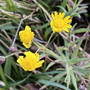 Senecio madagascariensis at Googong, NSW - 10 Aug 2022