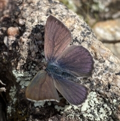 Erina sp. (genus) (A dusky blue butterfly) at Tennent, ACT - 10 Aug 2022 by SteveBorkowskis